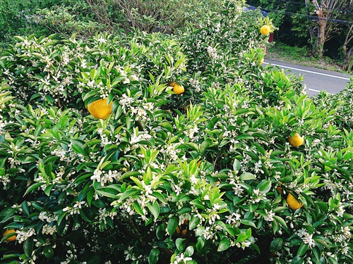 河津特産 ニューサマーオレンジの収穫最盛期です! 河津特産 ニューサマーオレンジの収穫最盛期です!