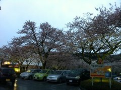 高原ビール