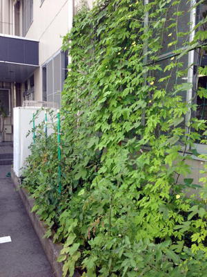 おしらせ おしらせ