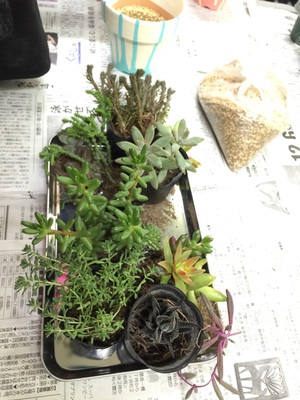 多肉寄せ植えワークショップの様子 多肉寄せ植えワークショップの様子