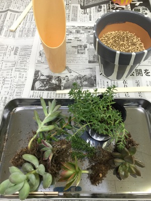 多肉寄せ植えワークショップの様子 多肉寄せ植えワークショップの様子