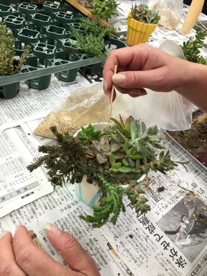 多肉寄せ植えワークショップの様子 多肉寄せ植えワークショップの様子