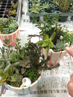 多肉寄せ植えワークショップの様子 多肉寄せ植えワークショップの様子