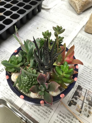 多肉寄せ植えワークショップの様子 多肉寄せ植えワークショップの様子