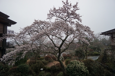 ≪桜開花情報：満開≫ソメイヨシノ・枝垂れ桜ともにきれいに咲いております　箱根小涌谷温泉三河屋旅館