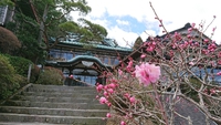 梅の花が咲いております　箱根小涌谷温泉　三河屋旅館