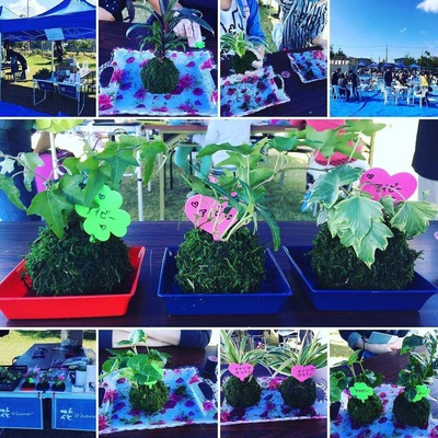 イベント報告:「苔玉作り教室」沼津市、三島市 イベント報告:「苔玉作り教室」沼津市、三島市