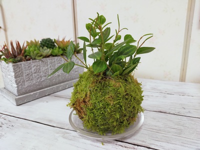 レッスン風景 : 「観葉植物講座」沼津市 レッスン風景 : 「観葉植物講座」沼津市