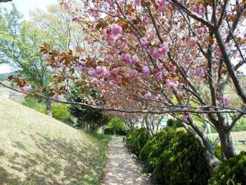 場内散策(6)八重桜