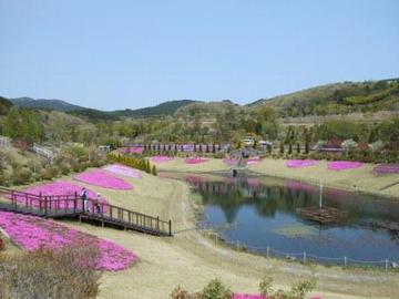 4月16日しばざくら