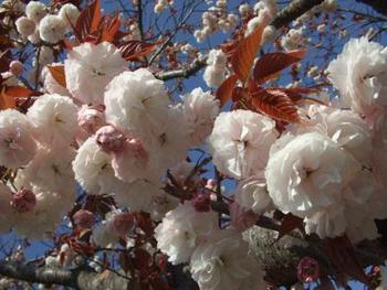 八重桜でお出迎え