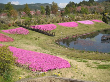 4月23日しば桜 4月23日しば桜