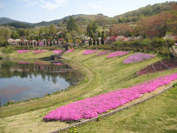 4月23日しば桜 4月23日しば桜