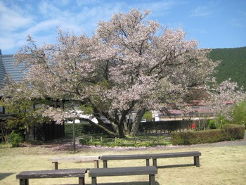 4月23日ともえ桜 4月23日ともえ桜