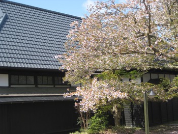 4月23日ともえ桜 4月23日ともえ桜