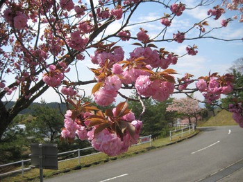 4月23日八重桜 4月23日八重桜