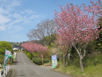 4月23日八重桜 4月23日八重桜