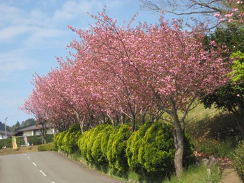 4月23日八重桜 4月23日八重桜