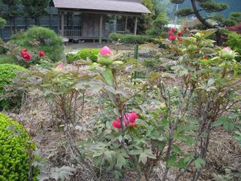 和風ボタン園