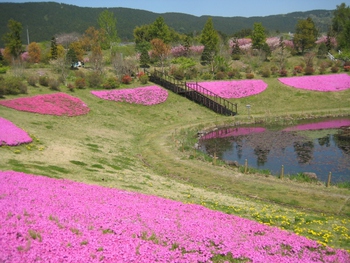 4月27日しばざくら 4月27日しばざくら