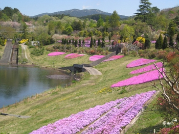 4月27日しばざくら 4月27日しばざくら