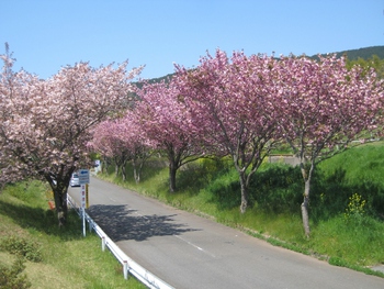 4月27日八重桜 4月27日八重桜