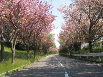 4月27日八重桜 4月27日八重桜