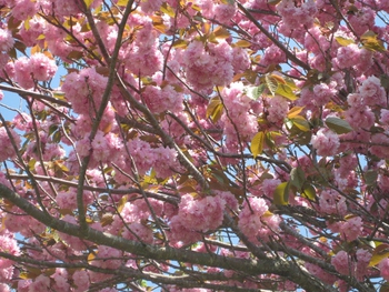 4月27日八重桜 4月27日八重桜