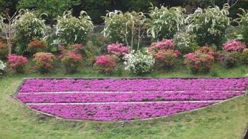5月1日しばざくら