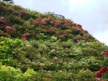 つつじ山