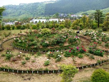 ボタン園(2)