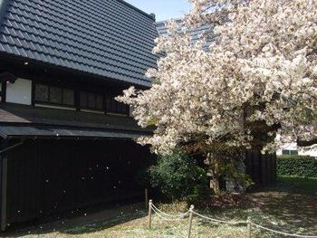 4月9日ともえ桜