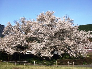 4月9日ともえ桜