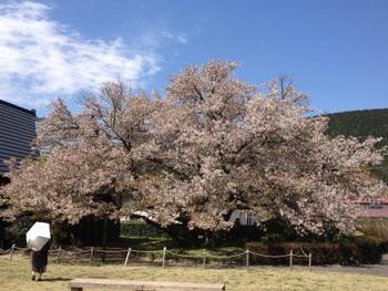 4月12日ともえ桜