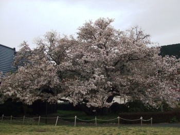 4月10日ともえ桜