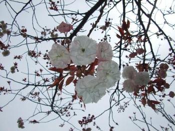 八重桜も咲きだしました