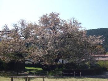4月15・16日ともえ桜