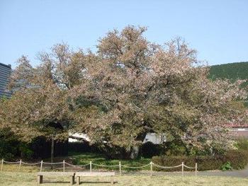 4月15・16日ともえ桜