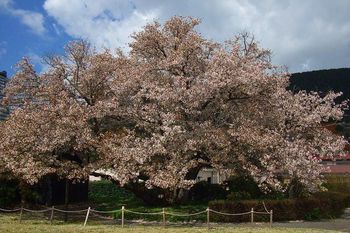 4月11日ともえ桜