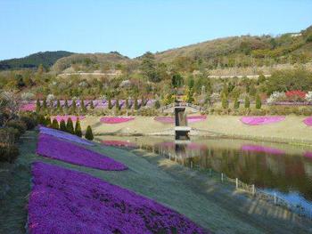 4月13日しばざくら