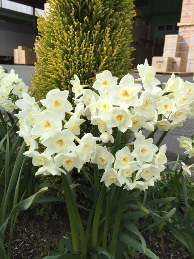 春の花 春の花