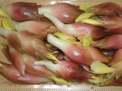 芝川産茗荷