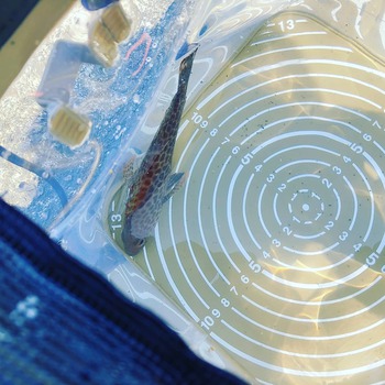 田子の浦で釣った魚 田子の浦で釣った魚