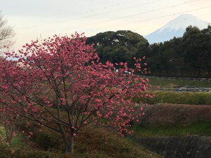 朝ウォーキングでパチリ 朝ウォーキングでパチリ