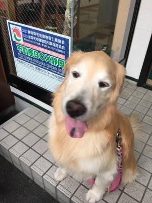 ふわっふわっ様 ご来店 #富士市 ふわっふわっ様 ご来店 #富士市