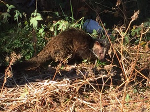 初めて見た動物 #富士市 初めて見た動物 #富士市