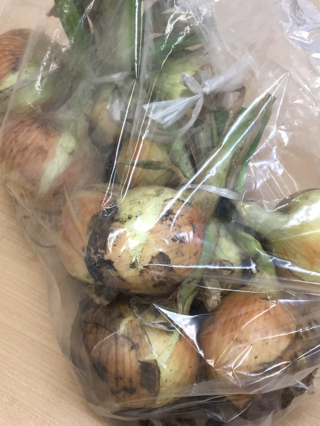 新玉ねぎ 新玉ねぎ