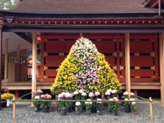菊花展