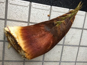 雨後の筍 雨後の筍