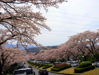 ～好天気に誘われ、桜を愛でる！～